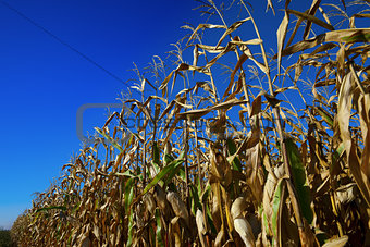 Cornfield and blue sky at nice sun day