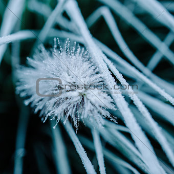 Close-up of frost on plant and grass
