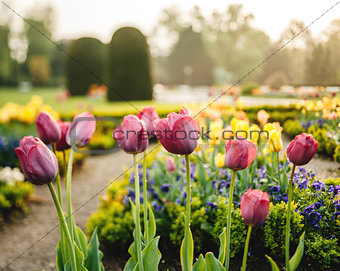 Vintage park with tulip garden