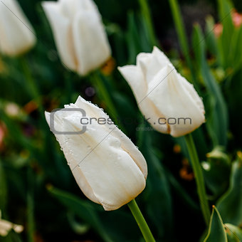 White sensual tulip