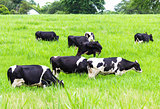 Cows on the pasture 