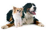 bernese moutain dog and chihuahua