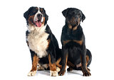 bernese moutain dog and rottweiler