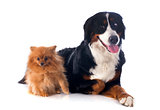 bernese moutain dog and spitz