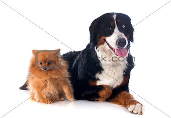 bernese moutain dog and spitz