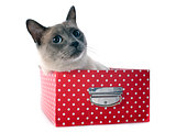 Siamese Cat in box