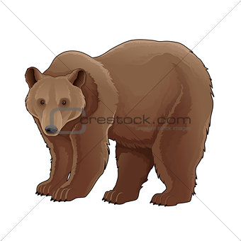 Brown bear. 