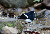White-crowned Forktail (Enicurus leschenaulti)