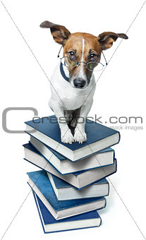 dog book stack