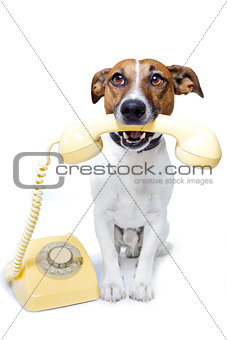 dog phone call