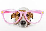 funny glasses dog 