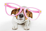 funny glasses dog 