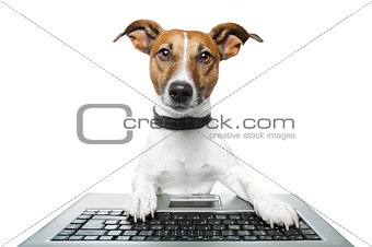 dog computer pc tablet