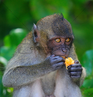 Monkey enjoying the orange