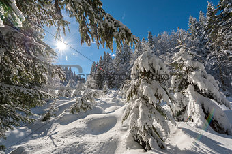 Sunny day after fresh snowfall in the forest