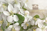 Apple blossoms with house in background