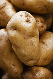 Large potatoes at the market close up