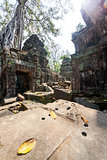 Ta Prohm temple at Angkor Wat, Siem Reap, Cambodia.