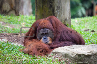 Male Orangutan Resting