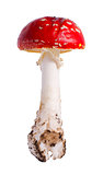 Fly Agaric (Amanita muscaria) on white background.
