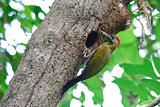 male Bamboo Woodpecker (Gecinulus viridis)