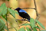 male Asian Fairy Bluebird (Irena puella)