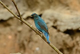 female Asian Fairy Bluebird (Irena puella)