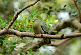 female Pink-necked Green-Pigeon (Treron vernans)