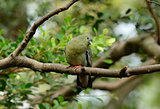 female Pink-necked Green-Pigeon (Treron vernans)