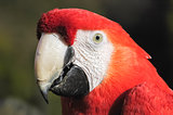 macaw detail