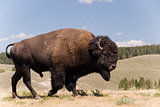 Great American Buffalo male at Yellowstone N.P. - 1