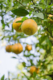 Orange tree with ripe fruits