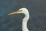 heron - close-up