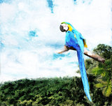 Macaw forest