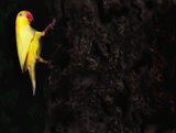 Yellow parakeet painting