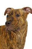 Staffordshire terrier dog
