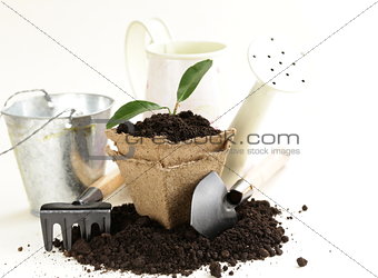 green plant grows from the ground with garden tools on a white background
