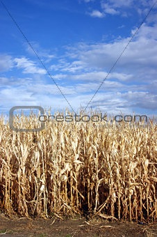 Corn Row Blue Sky Farmer's Field Past Harvest Time