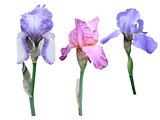 flowers irises