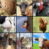 collection of different farm animals