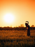 Silhouette of dancing young girl in dress against the sunset sky
