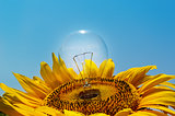 old light bulb and sunflower