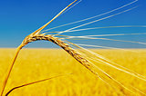 one golden ear of wheat