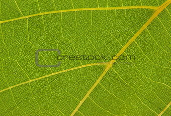 texture of the grape leaf
