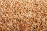 ripening ears of wheat field