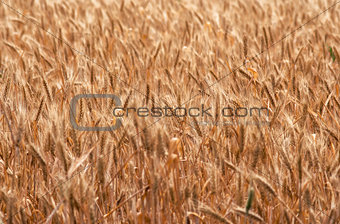 ripening ears of wheat field
