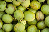 background the green walnuts