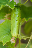 Fresh cucumber with spikes on the bed.