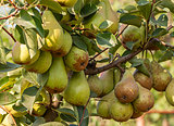 Bunch of ripe pears on tree branch