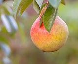 Ripe pears on a tree branch